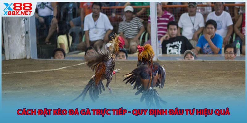 Cách Đặt Kèo Đá Gà Trực Tiếp - Quy Định Đầu Tư Hiệu Quả