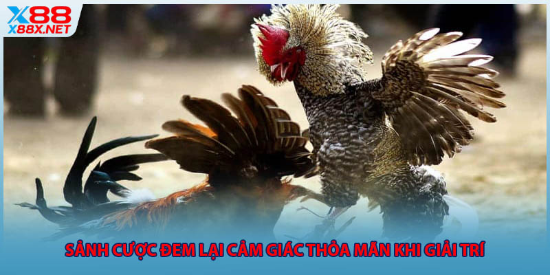 Sảnh cược đem lại cảm giác thỏa mãn khi giải trí